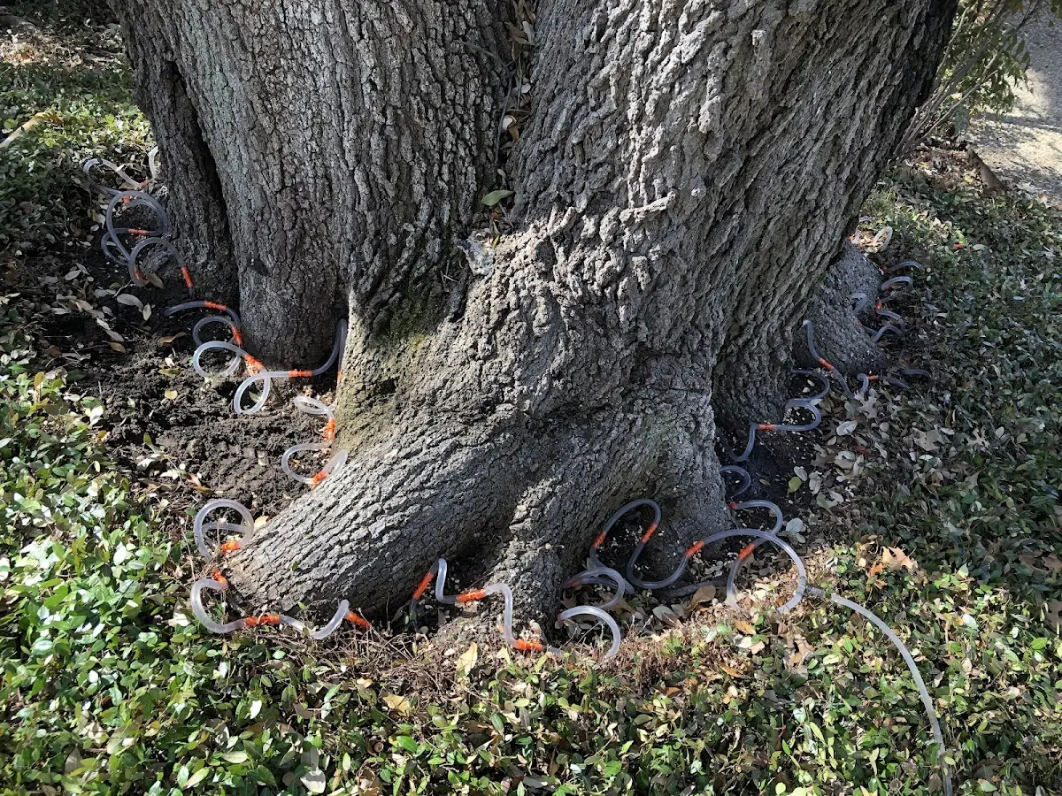 Detailed Tree Cabling and Bracing job site in Foster City