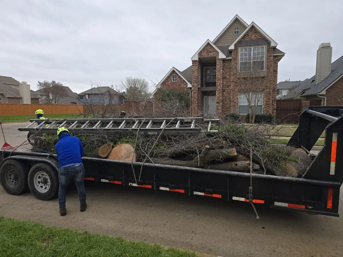 Expert Tree Fertilization with proper safety equipment in Foster City